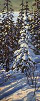 Snow Covered Spruce by Stephen Dozois