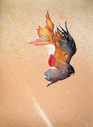 Predatory Birds by Roy Tomlinson