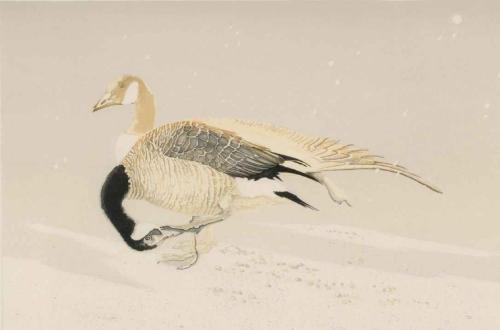 New Snow at the Lake, Preening Geese by Roy Tomlinson